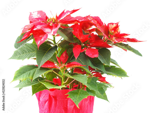 christmas star (Poinsettia Euphorbia pulcherrima) plant transpar photo