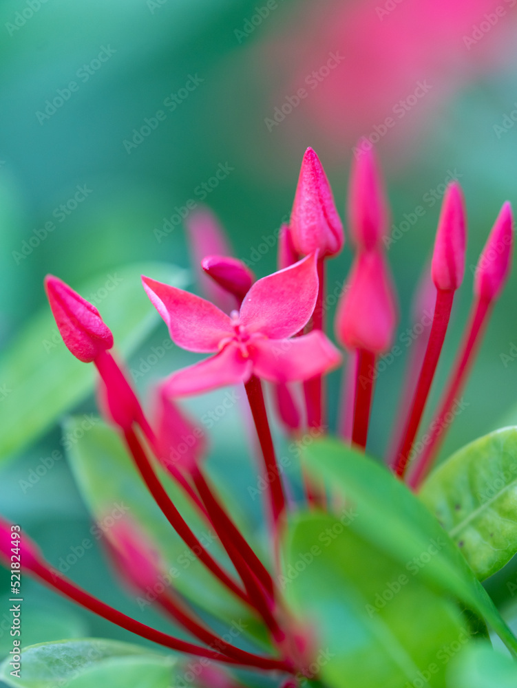 Fototapeta premium close up of pink flower