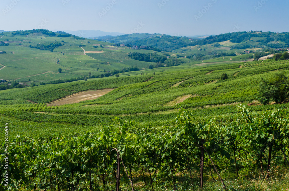 Le vigne dell'Oltrepo pavese lungo la Via degli abati, cammino che parte da Pavia e arriva a Pontremoli