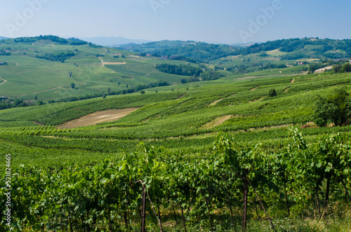 Le vigne dell'Oltrepo pavese lungo la Via degli abati, cammino che parte da Pavia e arriva a Pontremoli