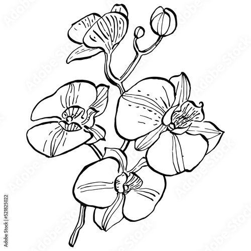orchids flower. Floral botanical flower. Isolated illustration element. Vector hand drawing wildflower for background  texture  wrapper pattern  frame or border.