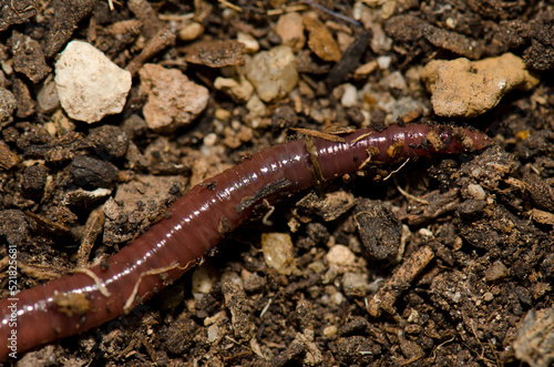 Close up of a earthworm. Las Palmas de Gran Canaria. Gran Canaria. Canary Islands. Spain.