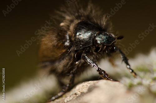 Beetle Tropinota squalida canariensis. The Nublo Rural Park. Tejeda. Gran Canaria. Canary Islands. Spain. photo