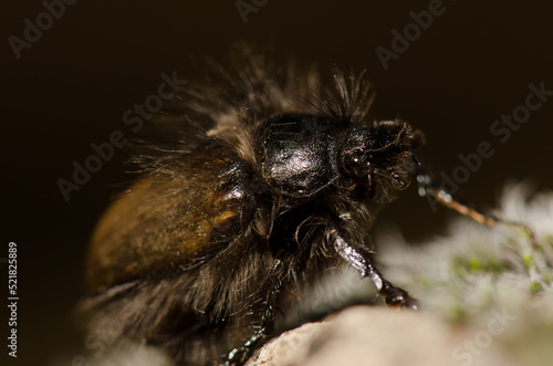 Beetle Tropinota squalida canariensis. The Nublo Rural Park. Tejeda. Gran Canaria. Canary Islands. Spain.