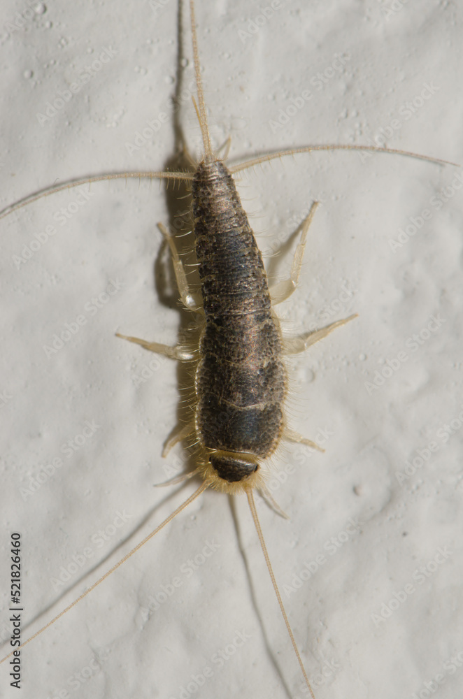 Silverfish Lepisma saccharina. Las Palmas de Gran Canaria. Gran Canaria. Canary Islands. Spain. Silverfish Lepisma saccharina. Las Palmas de Gran Canaria. Gran Canaria. Canary Islands. Spain.