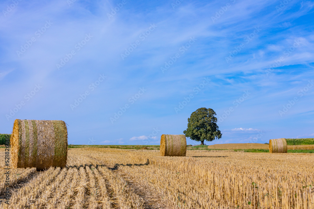 field with tree and straw balls
