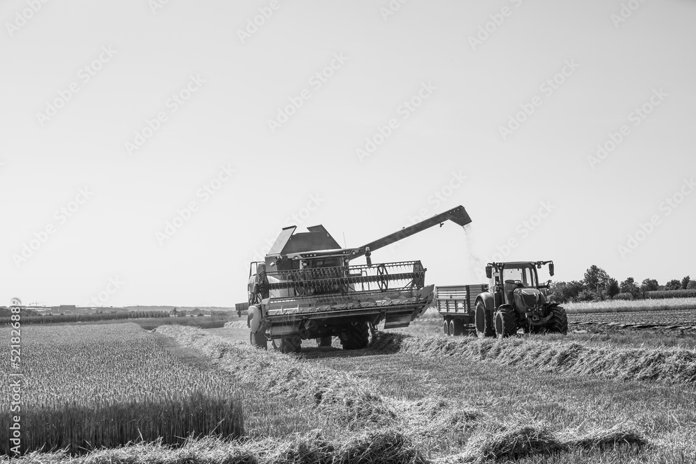 Fototapeta premium wheat field with harvester and tractor