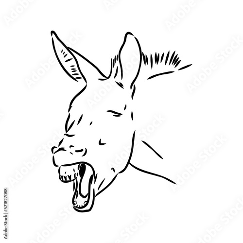 Vector illustration of hand drawn donkey, isolated on white background. Farm animals collection. © Elala 9161