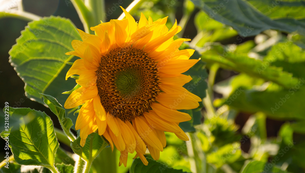 sunflower, many large large sunflowers in a row. blank for design sunflower, many large large sunflowers in a row. blank for design