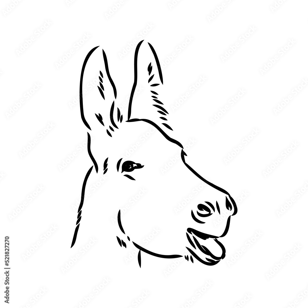 Vector illustration of hand drawn donkey, isolated on white background. Farm animals collection.