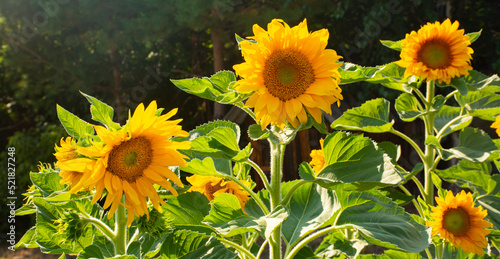 sunflower, many large large sunflowers in a row. blank for design