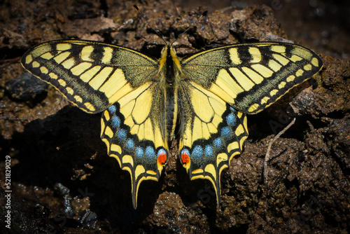 Canvas Print Eastern tiger swallow tail butterfly - Papilio glaucus