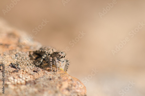 Female jumping spider Aelurillus lucasi. The Nublo Rural Park. Tejeda. Gran Canaria. Canary Islands. Spain.