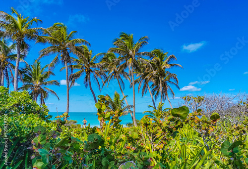 Wallpaper Mural Beautiful tropical natural beach and forest panorama Contoy island Mexico. Torontodigital.ca