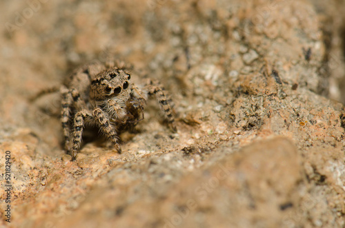 Female jumping spider Aelurillus lucasi with a prey. The Nublo Rural Park. Tejeda. Gran Canaria. Canary Islands. Spain.