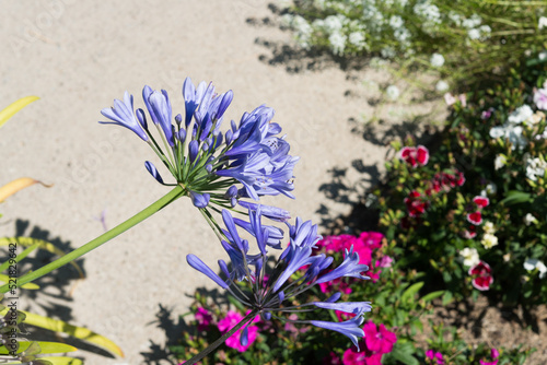 gapanthus praecox (violet flowers on spikes) and mostly sweet william (Dianthus barbatus) pink flowers with pavement photo