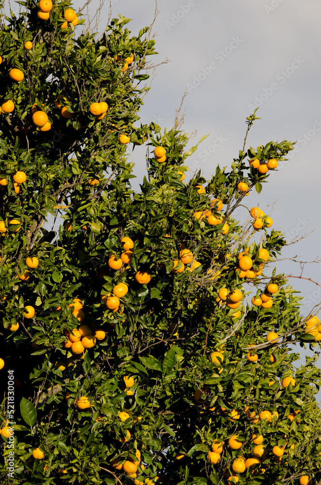 Obraz premium Orange tree Citrus x sinensis with fruits. Cueva Grande. San Mateo. Gran Canaria. Canary Islands. Spain.
