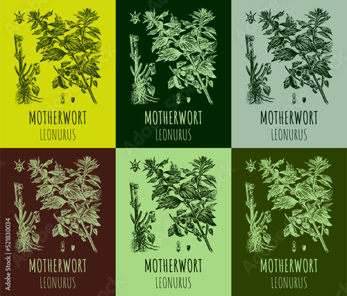 A set of Motherwort LEONURUS in various color compositions. Medicinal meadow herbal sedative plant. Used in cooking, medicine, cosmetology and other industries. Hand drawn illustration.