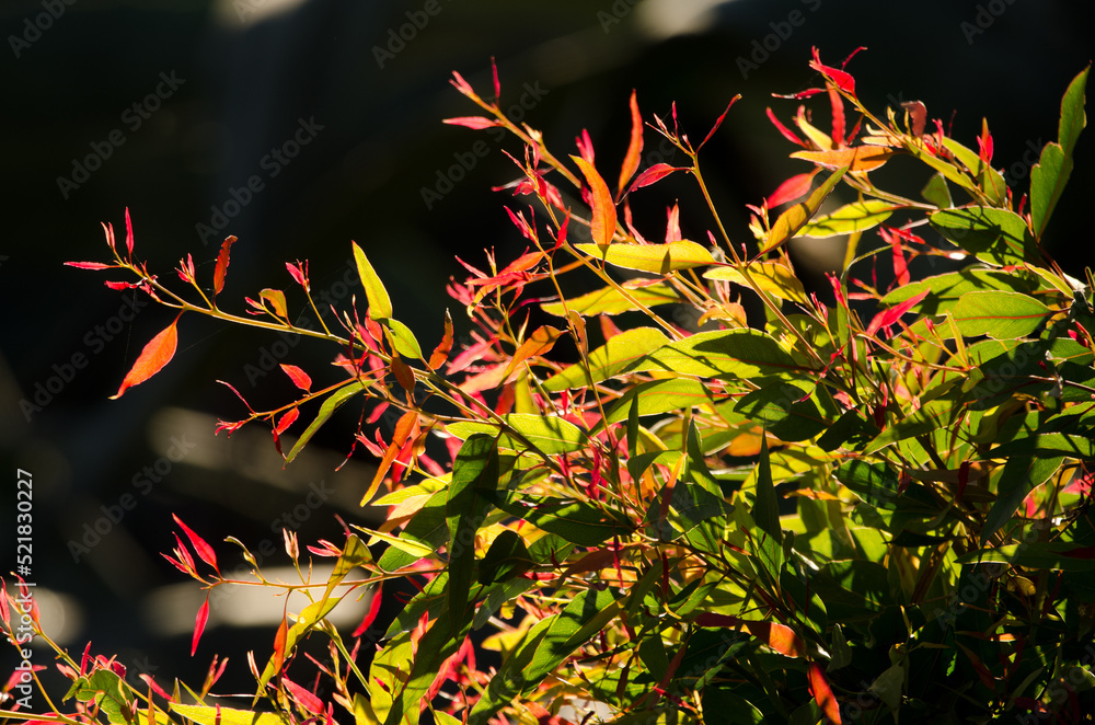 Young shoots of eucalyptus Eucalyptus sp backlighting. La Chapa. San Mateo. Gran Canaria. Canary Islands. Spain. Young shoots of eucalyptus Eucalyptus sp backlighting. La Chapa. San Mateo. Gran Canaria. Canary Islands. Spain.
