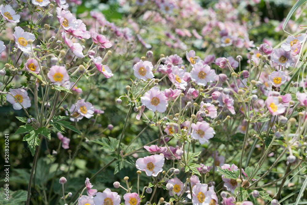 anemone flowers in the garden anemone flowers in the garden