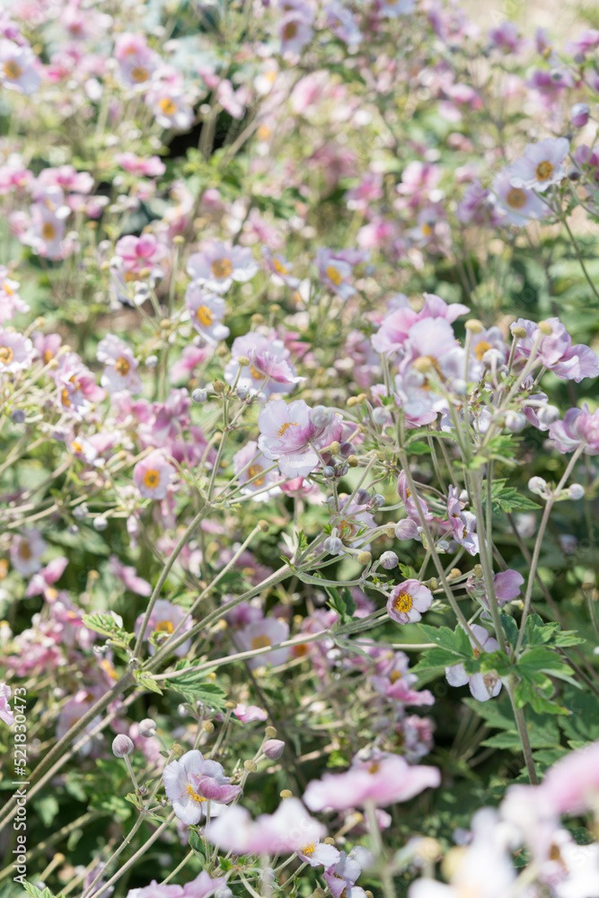 anemone flowers in the garden anemone flowers in the garden