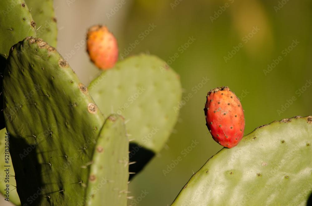 Fruits and paddles of Opuntia maxima. La Chapa. San Mateo. Gran Canaria. Canary Islands. Spain. Fruits and paddles of Opuntia maxima. La Chapa. San Mateo. Gran Canaria. Canary Islands. Spain.