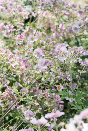 anemone flowers in the garden