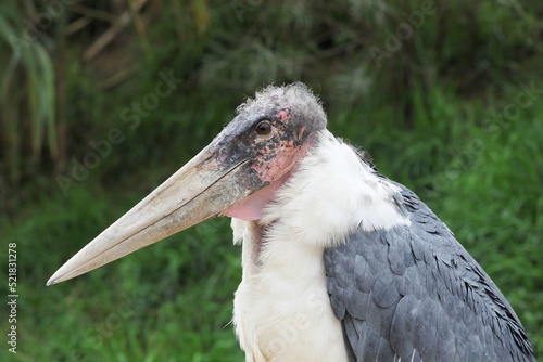 Εκτύπωση καμβά Portrait of a marabou stork