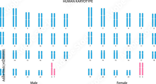 Human Karyotype (male and female)