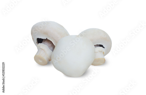 White agaricus isolated on a white background. Ripe mushrooms