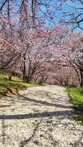 Selective focus of beautiful branches of pink cherry blossoms on the tree under blue sky, Beautiful Sakura flowers during springtime in the park, Flora pattern texture, Floral nature background.