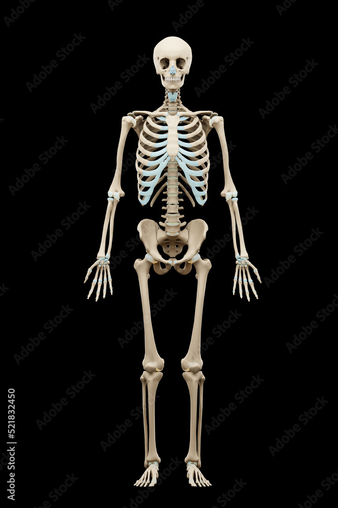 3d rendered medically accurate illustration of a human skeleton. 3d rendered medically accurate illustration of a human skeleton.