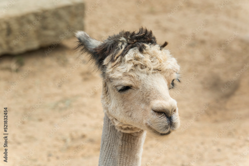 an alpaca head close up new england