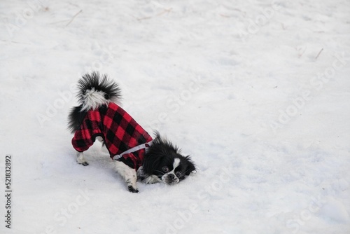 Fotografia Beautiful shot of a Japanese Chin dog playing in the snow