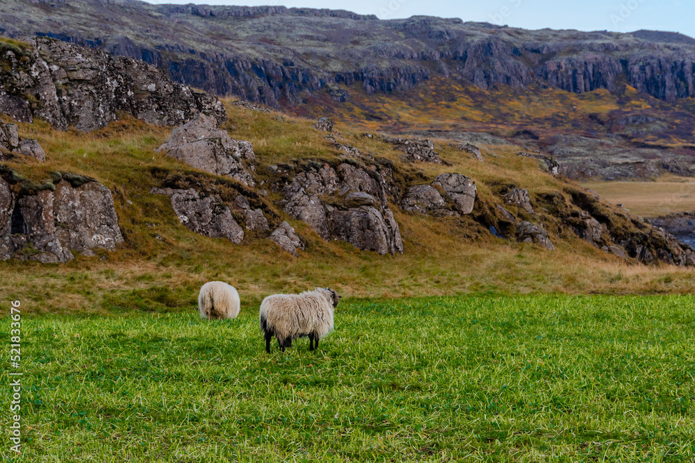 glückliche Schafe in den Bergen von Island