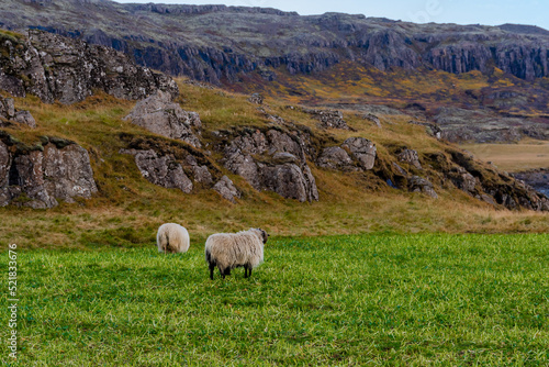 glückliche Schafe in den Bergen von Island photo