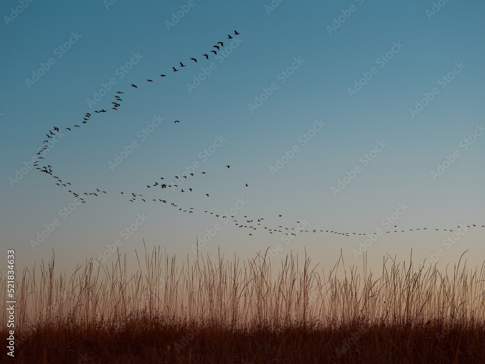 A flock cormorants flying during sunrise on Kinburn Spit, Mykolaiv Oblast, Ukraine. A flock cormorants flying during sunrise on Kinburn Spit, Mykolaiv Oblast, Ukraine.