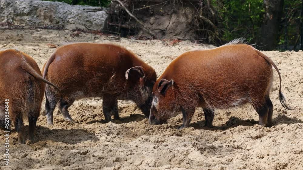 Red river hog, Potamochoerus porcus, also known as the bush pig. This pig has an acute sense of smell to locate food underground. Red river hog, Potamochoerus porcus, also known as the bush pig. This pig has an acute sense of smell to locate food underground.