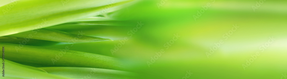 blurry leaves nature of summer green leaves natural green leaf plant used as wallpaper background blurry leaves nature of summer green leaves natural green leaf plant used as wallpaper background