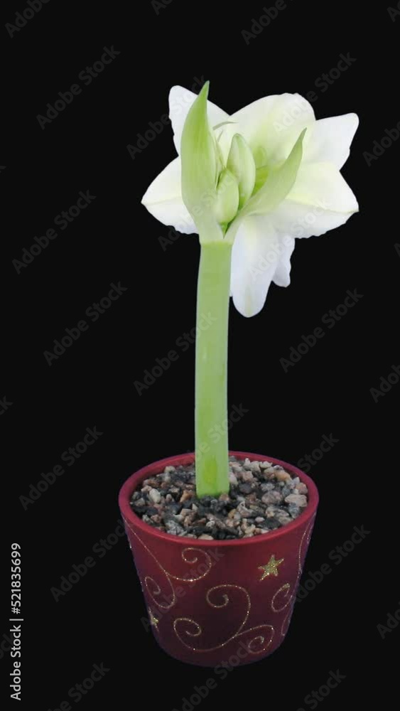 Time lapse of opening white Alfresco amaryllis Christmas flower with ALPHA transparency channel isolated on black background, vertical orientation Time lapse of opening white Alfresco amaryllis Christmas flower with ALPHA transparency channel isolated on black background, vertical orientation
