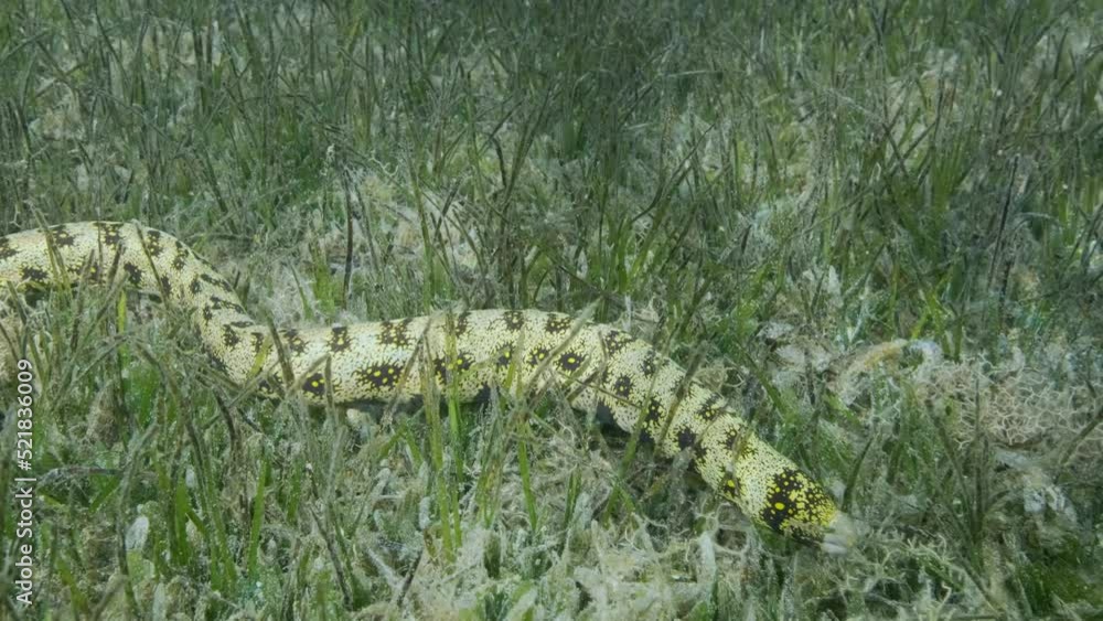 Close-up, Moray in green seagrass. Snowflake moray or Starry moray ell (Echidna nebulosa) on Seagrass Zostera. 4K-60fps Close-up, Moray in green seagrass. Snowflake moray or Starry moray ell (Echidna nebulosa) on Seagrass Zostera. 4K-60fps