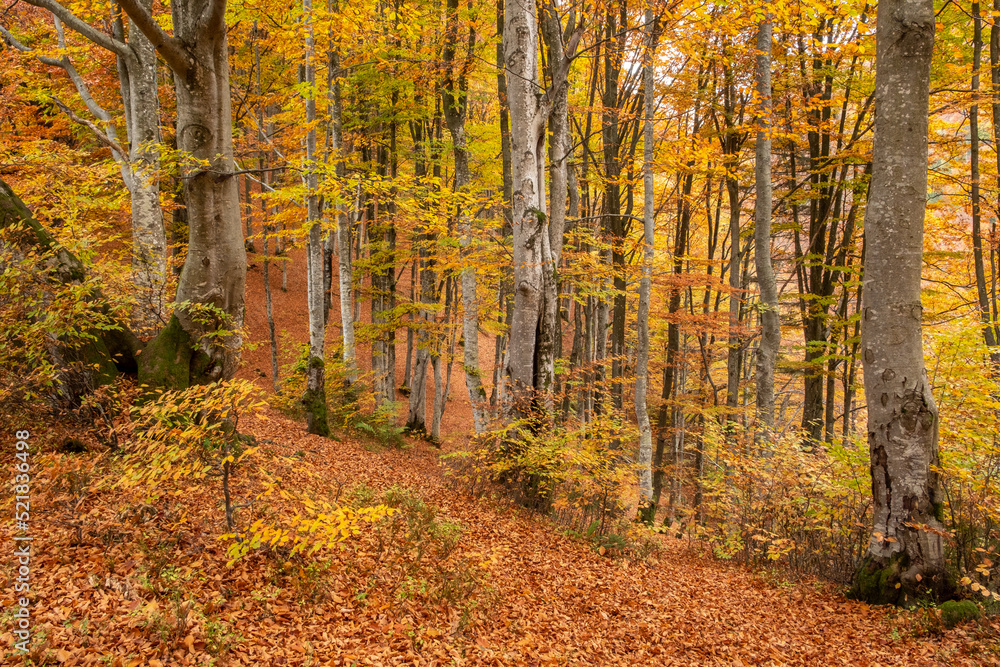 Obraz premium Magnificent golden autumn in the mountains. Warm sunny day.