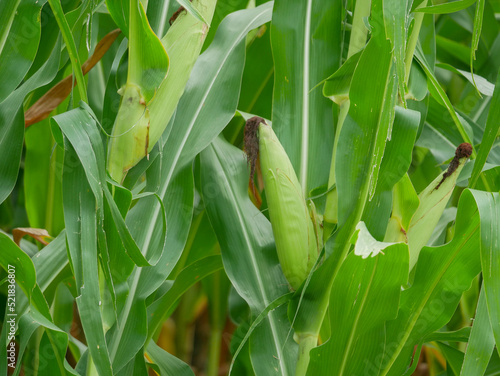 corn 