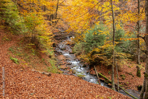 Mountain stream flows in the autumn forest. Forest stream in autumn landscape