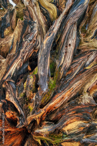 Sequoia Tree Root