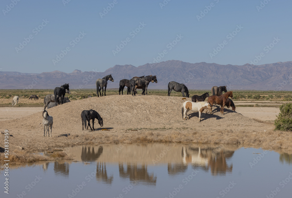 Wild Horses at a Desert Waterhole in Utah