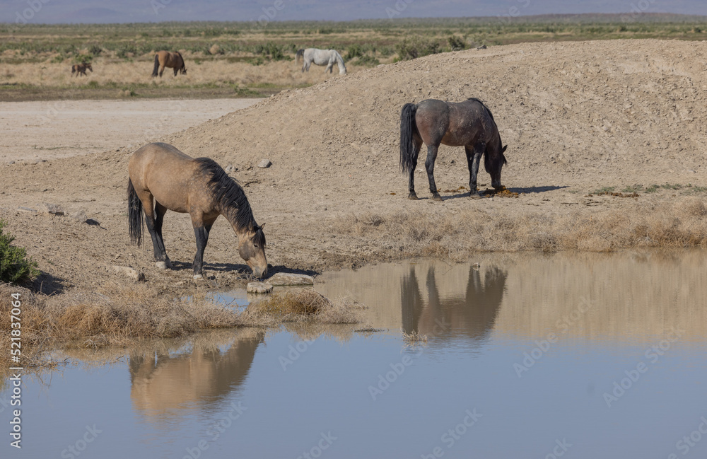 Wild Horses at a Desert Waterhole in Utah