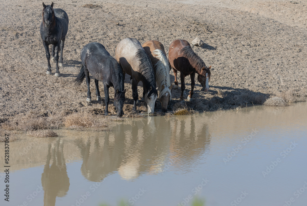 Fototapeta premium Wild Horses at a Desert Waterhole in Utah