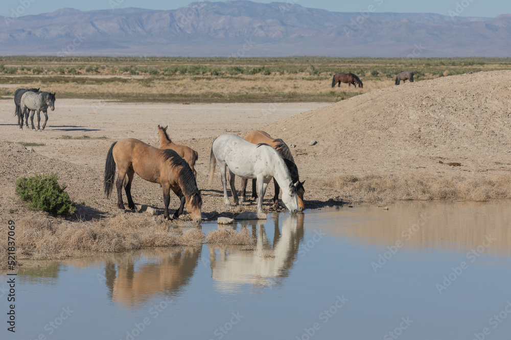 Fototapeta premium Wild Horses at a Desert Waterhole in Utah