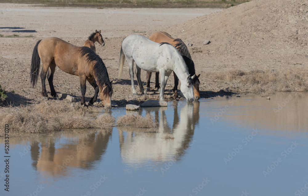 Wild Horses at a Desert Waterhole in Utah Wild Horses at a Desert Waterhole in Utah